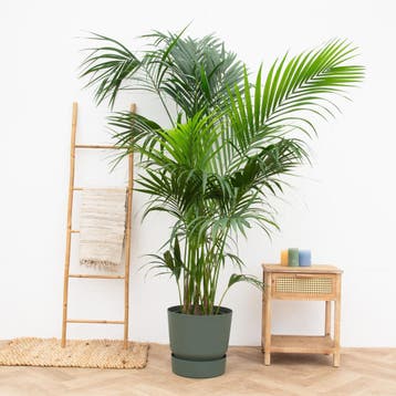 Green Bubble - Kentia Palm XXL - 250cm - Ø32 - 40 cm, Ophalen of Verzenden