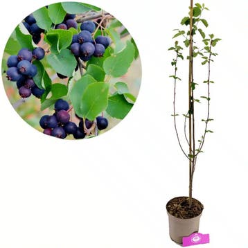 Amelanchier alnifolia Northline + pot 17cm, Verzenden, Volle zon
