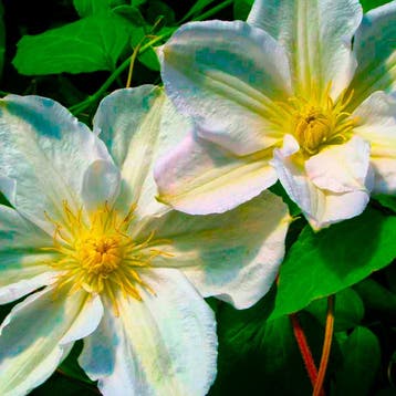 Clematis White Blossom Collectie – 3 Planten Sierplanten, Verzenden, Overige soorten, Struik