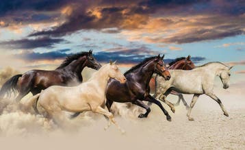 Paarden fotobehang XL, In galop Paarden behang Muurdeco4kids, Ophalen of Verzenden, Minder dan 10 m², Paarden