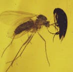 Birmese barnsteen - Barnsteen - Burmese Amber with Multiple