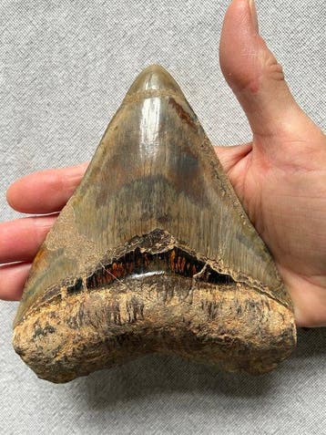 Grote Megalodon-tand 14,6 cm - Fossiele tand - Carcharocles