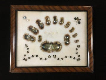 parel Taxidermie volledige montage - Cultured Pearl - 34 cm, Antiek en Kunst, Curiosa en Brocante
