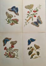 Maria Sibylla Merian (1647–1717) - Lot of 5 plates da