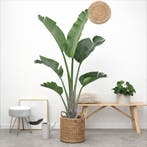 Green Bubble - Strelitzia Augusta - 180cm - Ø24-27 cm, Huis en Inrichting, Kamerplanten, Ophalen of Verzenden