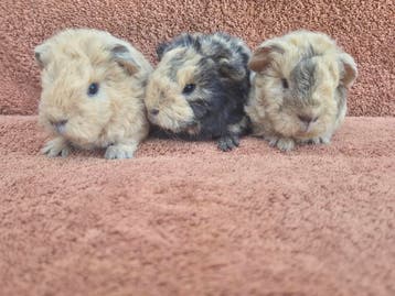 Lieve jonge cavias borstel, sheltie, gladhaar grijs knuffel, Meerdere dieren, Cavia, Tam