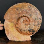 Zeldzaam fossiel specimen - rode ammoniet op originele, Verzamelen, Mineralen en Fossielen