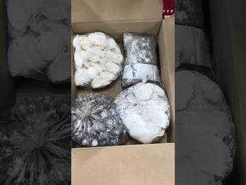 Restantenbox schelpen, geboord, vulschelpjes en flesjes, Ophalen of Verzenden, Nieuw