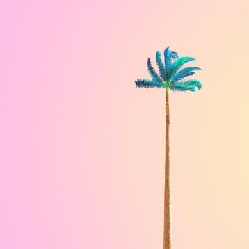 Téber - Mint Palm at Sunset