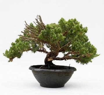 Jeneverbes bonsai (Juniperus) - Hoogte (boom): 17 cm -
