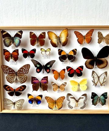 Historische entomologische kist - 25 exotische dagvlinders, Verzamelen, Nieuw