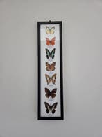 Vlinder Taxidermie volledige montage - Lepidoptera - 53 cm -, Nieuw