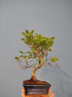 Vijgenboom bonsai (Ficus) - Hoogte (boom): 30 cm - Diepte