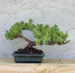 Jeneverbes bonsai (Juniperus) - Hoogte (boom): 15 cm -