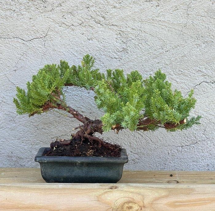 Jeneverbes bonsai (Juniperus) - Hoogte (boom): 15 cm -, Antiek en Kunst, Curiosa en Brocante