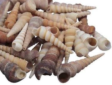 Terebra Kerela Screw Schelpen Bruintinten 1 kilo, Ophalen of Verzenden, Nieuw