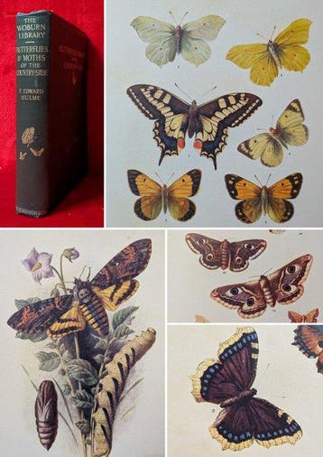 [FIRST EDITION] F. Edward Hulme - Butterflies & Moths of the