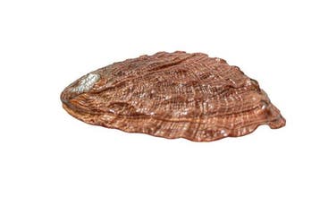 Grote Rode Abalone (Haliotis rufescens) | Edelabalon |, Nieuw