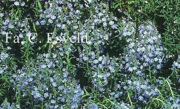 Veronica gentianoides, gentiaan-ereprijs , P9, Ophalen of Verzenden, Lente, Vaste plant