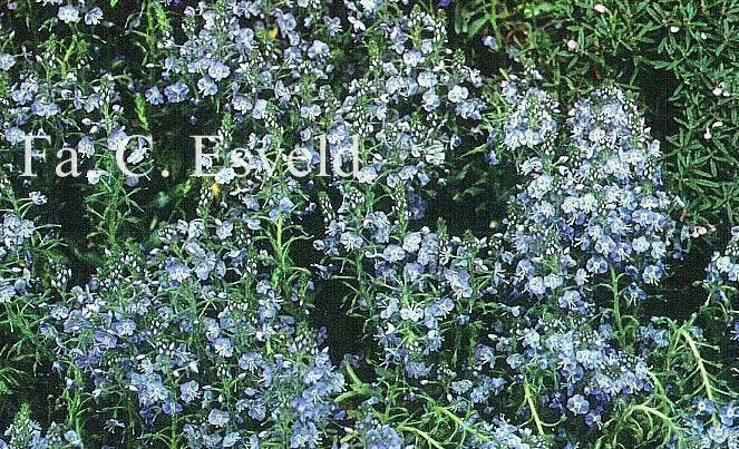 Veronica gentianoides, gentiaan-ereprijs , P9, Tuin en Terras, Planten | Tuinplanten, Vaste plant, Lente, Ophalen of Verzenden