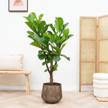 Green Bubble - Ficus Lyrata vertakt - 130cm - Ø27 cm, Ophalen of Verzenden