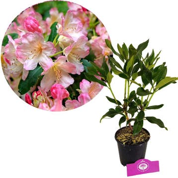 Rhododendron yakushimanum Percy Wiseman + pot 13cm, Verzenden