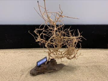 Osaka Bonsai Tree nr 26 - 40x13x48cm - aquascaping boom, Ophalen of Verzenden, Nieuw, Plant(en), Steen of Hout