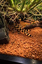 L-Nummers L075 Peckoltia Sabaji, Dieren en Toebehoren, Vissen | Aquariumvissen