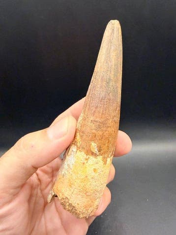 Dinosaurus - Fossiele tand - Spinosaurus aegyptiacus - 12.1, Verzamelen, Mineralen en Fossielen