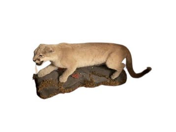 Poema Taxidermie volledige montage - PUMA CONCOLOR - with, Nieuw