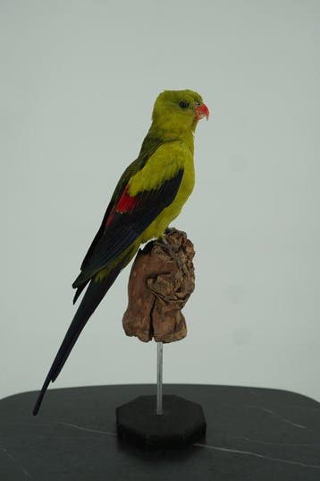 Bergparkiet Taxidermie volledige montage - Polytelis, Verzamelen, Nieuw