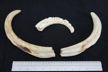 XLarge African Warthog tusks incl 1 carved tusk Tand -, Nieuw