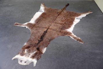 African Donkey skin Taxidermie wandmontage - Equus africanus, Nieuw