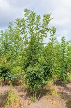 Fraxinus ornus meerstammig 400-450