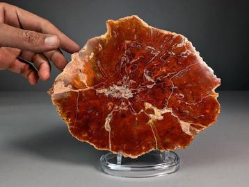 Fossiele roodhoutschijf - Gefossiliseerde plant - 20.5 cm -
