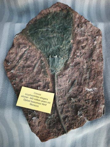 Crinoide - Fossiel skelet - Crinoide-scyphocrinite elegants
