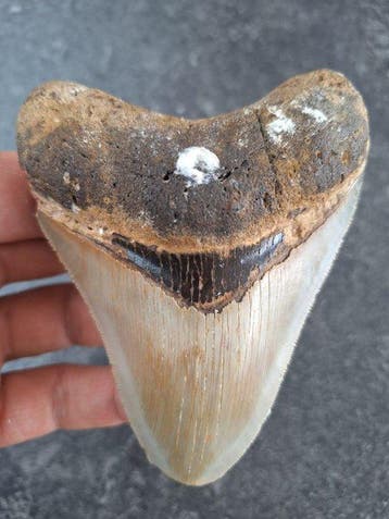 Megalodon - Fossiele tand - 11 cm - 8.4 cm