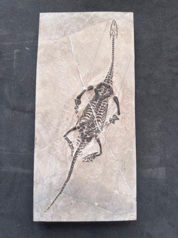 Zeereptiel - Gefossiliseerd dier - Fossile de Keichousaurus, Verzamelen