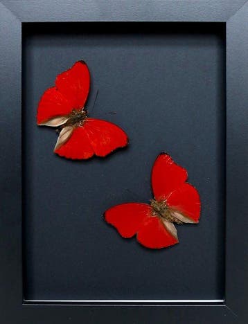 Vlinder Taxidermie volledige montage - Cymothoe sangaris -, Antiek en Kunst, Curiosa en Brocante