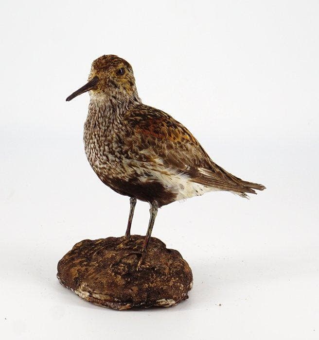 Piovanello Taxidermie volledige montage - Calidris alpina, Verzamelen, Dierenverzamelingen