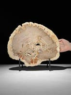 C- Prachtige grote plak versteend hout op een maatwerk