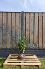 Laurier - Prunus Laurocerasus Genolia- Haagplanten, Ophalen of Verzenden, Laurier, Struik, Minder dan 100 cm