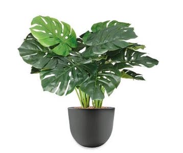 Monstera kunstplant, H70cm, Huis en Inrichting, Ophalen of Verzenden, Overige soorten, Minder dan 100 cm