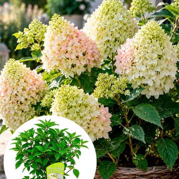 Hortensia ‘Little Fresco’ (Pluimhortensia) container (P1, Tuin en Terras, Verzenden, Overige soorten, Halfschaduw