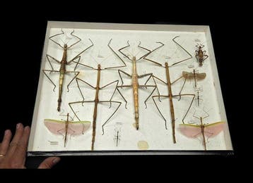 Rare monster stick insects perfect - ex French collection -, Nieuw