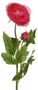 Ranonkel Camelia Donkerroze 8x10x57 cm per stuk, Ophalen of Verzenden, Nieuw