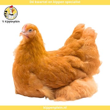 Orpington Buff - Rustig, Tam en Gezond, Dieren en Toebehoren, Meerdere dieren, Kip