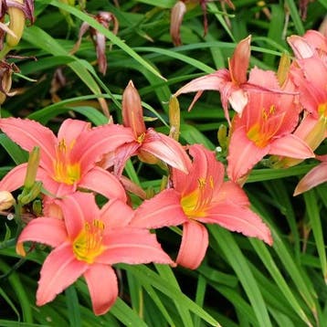Hemerocallis Pink Damask - Wortelgoed - 5 stuks, Verzenden