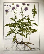 Louis de Chatillon (1639-1734) Large botanical print (54cm), Antiek en Kunst