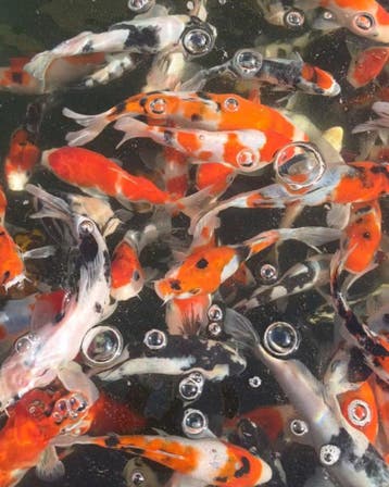 Koi aanbieding: Japanse Tosai Mix NND, Karper of Koi